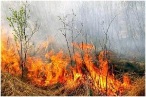 За минувшие сутки на Дальнем востоке ликвидировано шесть лесных пожаров