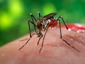 Во Вьетнаме в этом году зарегистрировано более 100 тыс. случаев заражения лихорадкой денге