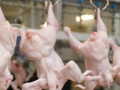Скандал на мировом рынке курятины: Бразилия поставляла Великобритании 