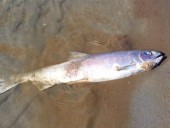 Из-за слишком теплой воды у берегов Аляски массово гибнет рыба