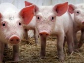 Из-за АЧС в Азии за год погибло почти 5 млн свиней - ООН