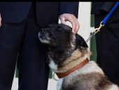 Трамп наградил медалью собаку, которая принимала участие в ликвидации главаря ИГ