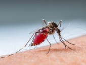 В Испании диагностировали первый случай передачи лихорадки денге половым путем