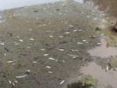 В Австралии сотни тысяч рыб погибли из-за пепла в воде