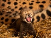 В американском зоопарке благодаря искусственному оплодотворению родились два гепарда