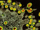 Китайские исследователи выяснили оптимальный климат для COVID-19