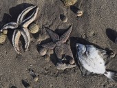 Ученые сообщили о гибели 95% морских организмов в пострадавшей бухте на Камчатке