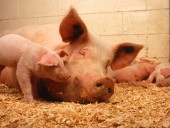Ужасы в Испании: свиньи-матери вынуждены смотреть, как их дети умирают в агонии