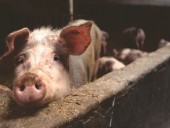 Новый короткометражный фильм демонстрирует жизнь глазами промышленных свиней