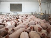 Ученые пытались скрыть гибель свиней во время эксперимента
