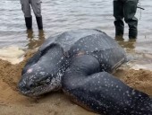 В США спасли огромную кожистую черепаху, которую выбросило на мель