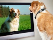 В Великобритании создали телеканал для собак, который поможет животным бороться со стрессом