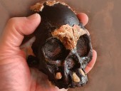 В Африке нашли череп ребенка из вида Homo naledi