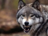 В селе на западе Грузии волк покусал трех человек