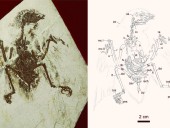 Исследователи обнаружили окаменелость птицы возрастом 120 млн лет