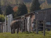 Во Франции открыли первый в Европе дом престарелых для слонов