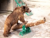 В Узбекистане мать бросила дочь в вольер к медведю