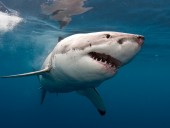 В Австралии создали гидрокостюм, устойчивый к укусам акул