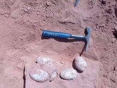 В Бразилии археологи обнаружили гнездо с яйцами динозавра