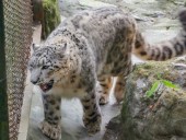 Снежный барс умер в зоопарке Иллинойса после заражения COVID-19
