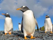 Подводная охота: пингвин снял видео, как добывает еду под водой
