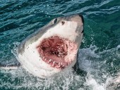 Ученые провели исследование и пришли к выводу, что нападения акул могут зависеть от лунных фаз
