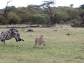 Поменялись ролями: в Кении зебра напала на гепарда