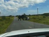 В Африке слон перевернул автомобиль с туристами